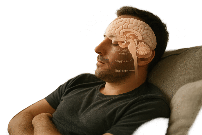 9 Brain Changes Explained The Science of Napping 9 Brain Changes Explained: The Science of Napping