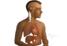 Breathwork Effects on the Nervous System: 9 Mechanisms Backed by Science Breathwork Effects on the Nervous System: 9 Mechanisms Backed by Science