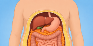 Visceral vs Subcutaneous Fat: What You Can Influence Visceral vs Subcutaneous Fat What You Can Influence
